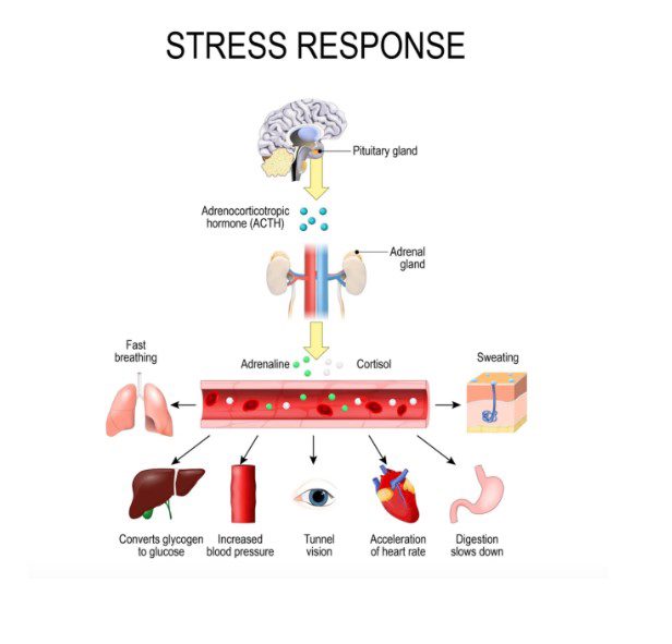 Stress and Your Cardiovascular Health